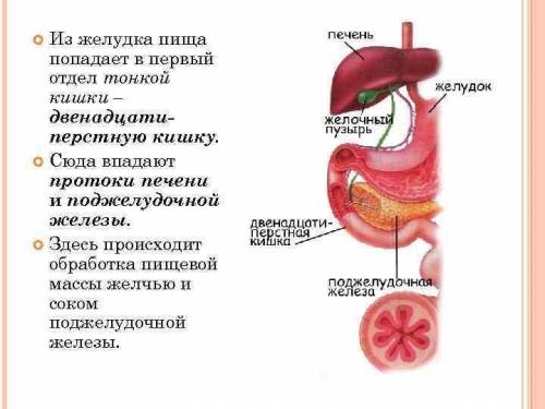 Определи, в какой отдел пищеварительного тракта попадает пища из желудка. Она попадает в: ￼Б) двенад