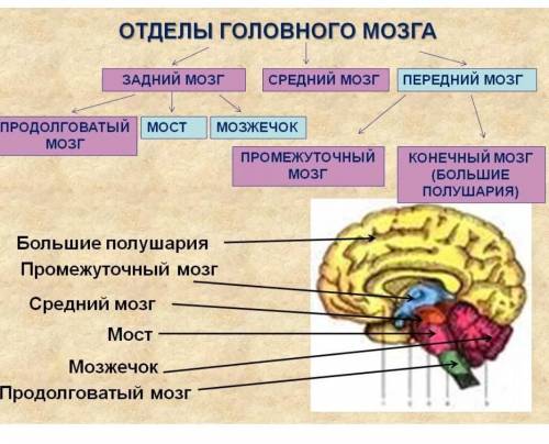Большие полушария мозга в... 1продолговатый мозг2передний мозг3промежуточный мозг​