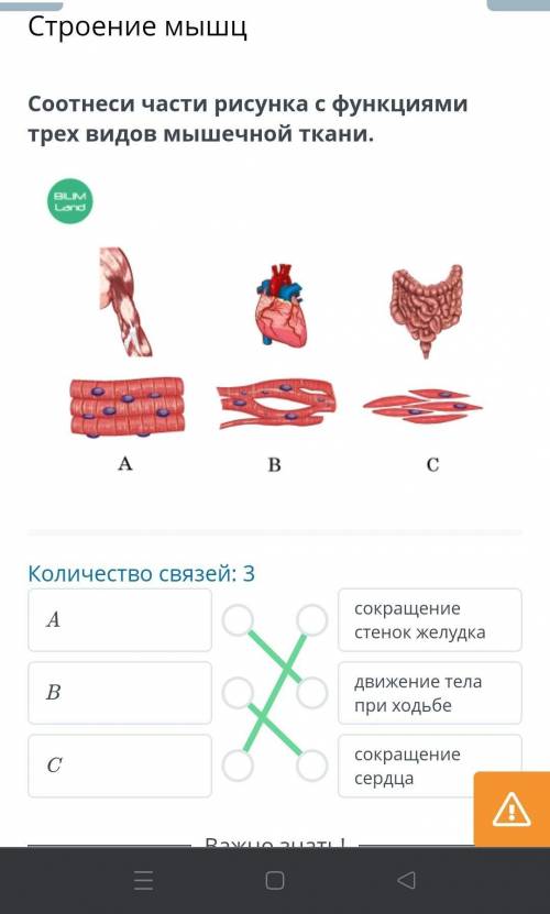 Соотнеси части рисунка с функциями трех видов мышечной ткани. Количество связей: 3Асокращение стенок