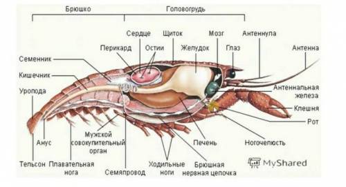 Укажи органы выделения представленных в таблице животных: Амеба дождевой червь речной рак майский жу