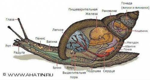 Укажи органы выделения представленных в таблице животных: Амеба дождевой червь речной рак майский жу