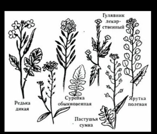 Названия растений которые не относятся к семейству Крестоцветных КалендулаПастушья Сумка Горчица бел
