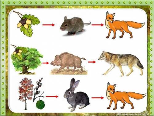 Цепи питания животных !​