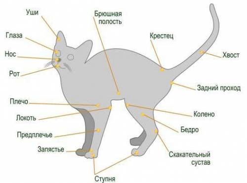 Анатомия кота какое оно фото​