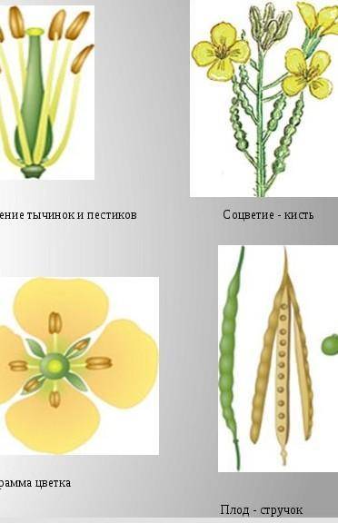 Перечислить признаки класса двудольных. Формула цветка семейства крестоцветных три примера растений.