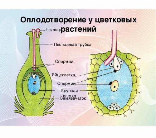 На представленном ниже рисунке ученик зафиксировал в в виде схемы один из жизнедеятельности растений