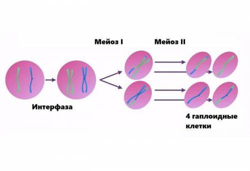 Процесс образования половых клеток с гаплоидным набором хромосом а)митоз б)амитоз в)мейоз г)апоптоз
