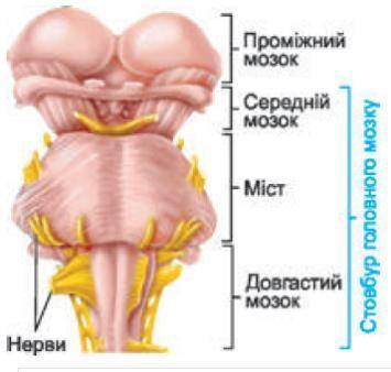 Які функції різних частин стовбура головного мозку?