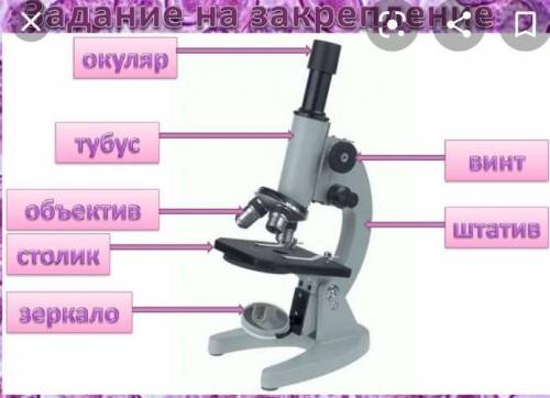 [3] 4 (а) Подпишите пропущенные части в строении микроскопа (окуляр, объектив, винтынастройки, зерка