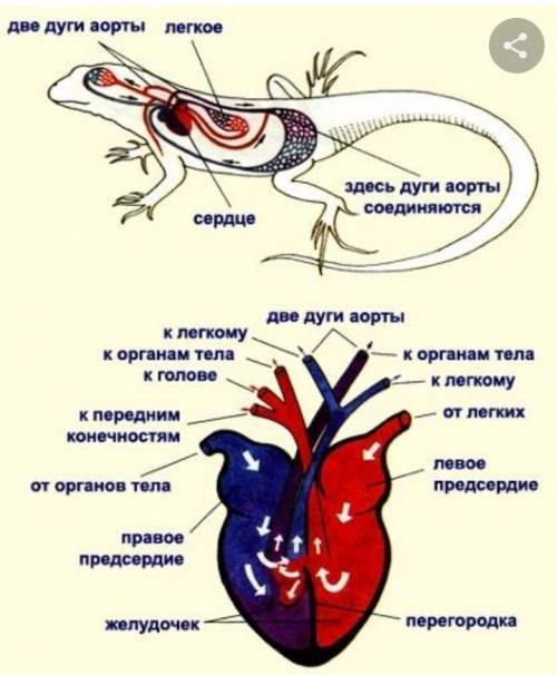 От сердца рептилий отходят три сосуда Укажите правильный вариант ответа:1)аорта, артерии и вены2)две
