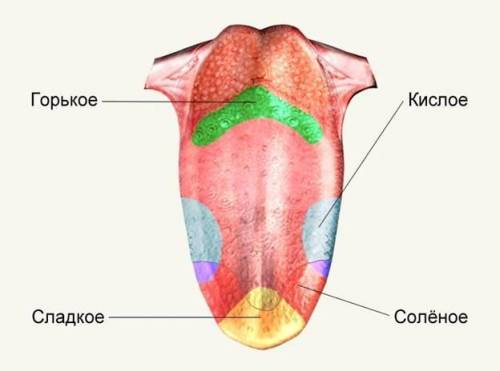 Вкажіть зону чутливості язика, яка сприймає солодкий смак А верхівка Б основа В бічні частини​