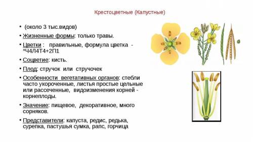 Опишите в таблице строение цветков и плодов семейства Крестоцветные (Капустные) на примере двух раст