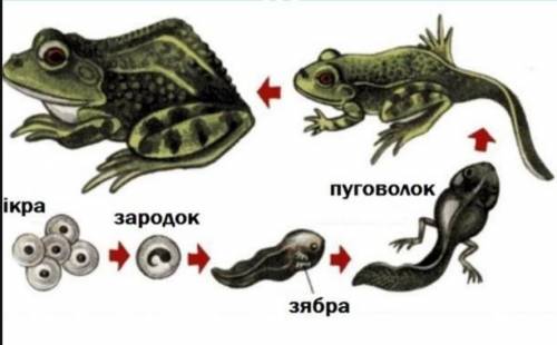 Яка видільна система у жаби​