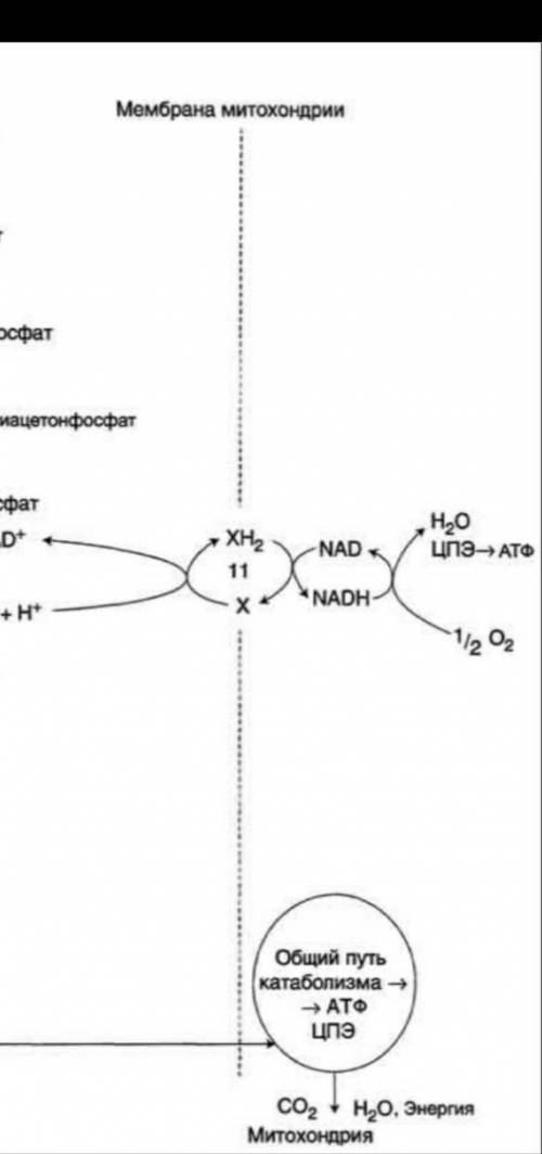 Анаэробный гликолиз проходит этапы: А) подготовительный, универсализация, окисление веществ Б) актив