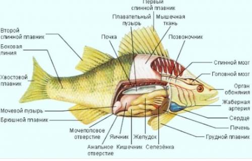Внутреннее строение костной рыбы (по пунктам 7Б класс)​