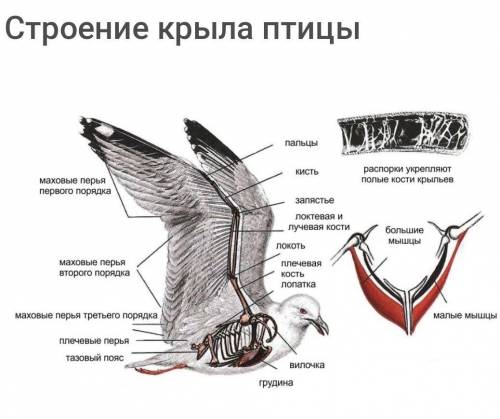 Особенности строения крыла​