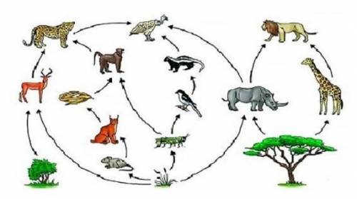 Как можно объяснить пищевую цепь​