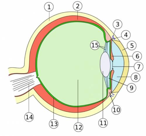 Завдання 1.Познате складові внутрішньої оболонки ока ​