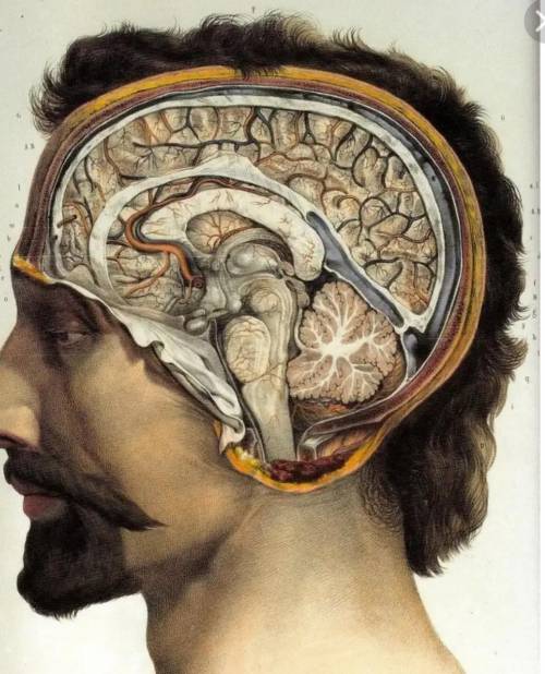 Что внутри твоего мозга???
