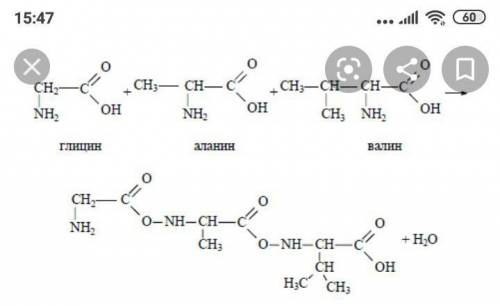 Трипептид аланин+глютамин+глицин