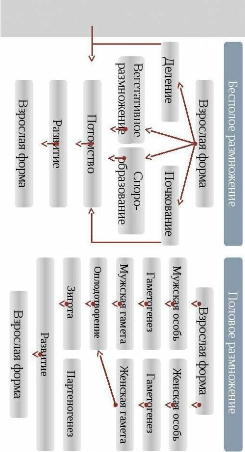 Кластер полОвое и беспОлое размножение !)​