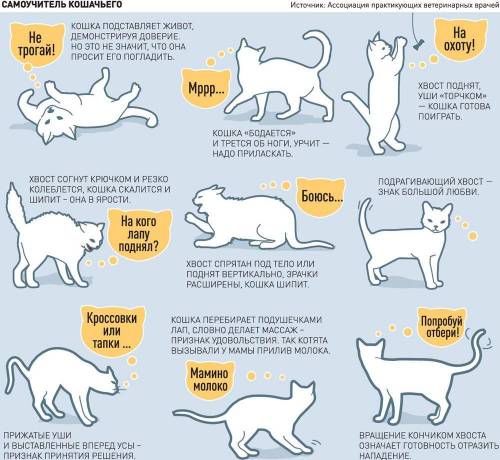 Ориентационное поведение кошек. Примеры нужны !