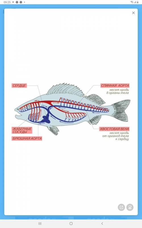 Различие кровеносных систем хрещевых и костяных рыб !