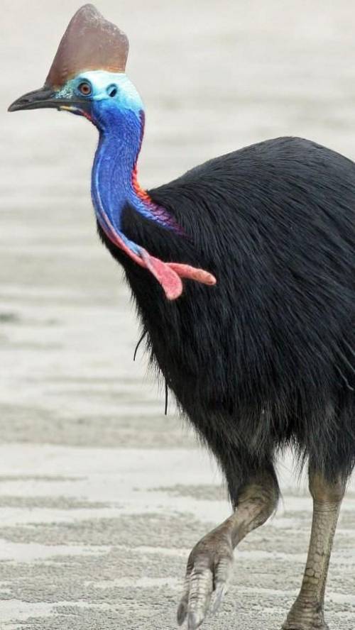Почему казуарообразные имеют более яркую окраску оперения, чем страусообразные?​