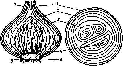 Внутреннее строение лука быстро​