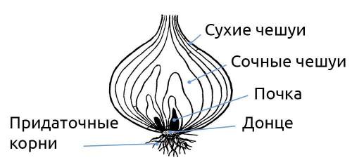 Внутреннее строение лука быстро​