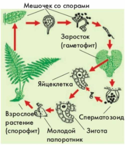 Дать характеристику размножения папоротниковидных растений​
