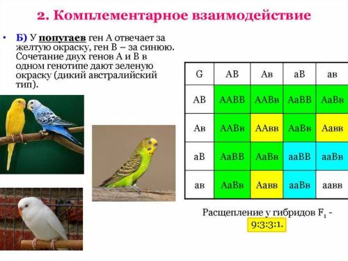 Составить схему скрещивания между зеленым и синим попугаем