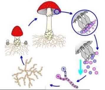 Склади схему розмноження грибів ​