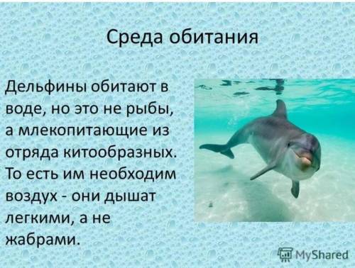 Рассказать о дельфине в каком море, океане оно обитает, чем питается, особенности внешнего строения,