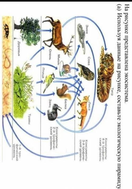 На рисунке представлены экосистема. Экосистема представлена:экосистема представлена. Составить экологическую пирамиду экосистемы. Составьте экологическую пирамиду биогеоценоз. Впиши недостающие звенья в экологической пирамиде.