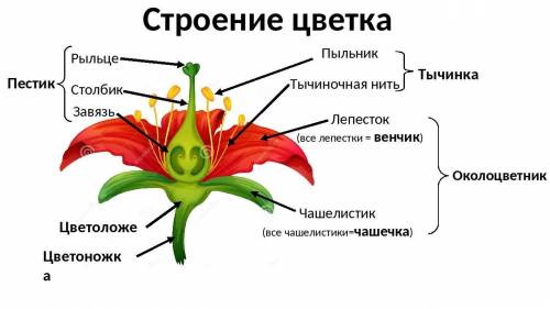 Напишите структуру цветка