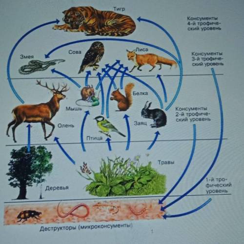 На рисунке представлена экосистема а используя данные на рисунке составьте экологическую