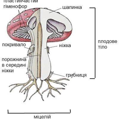 Будова організму гриба​