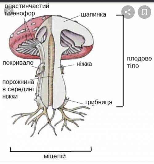 Структури, з яких складається тіло гриба​