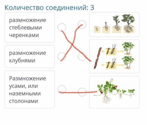 Выполните соответствие вегетативного размножения у растений: количество соединений: 3 размножение ст
