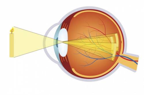Нарисуйте оптический глаз 1. что такое глаз ( определение ) 2. как глаз устроен ( рисунок + указание