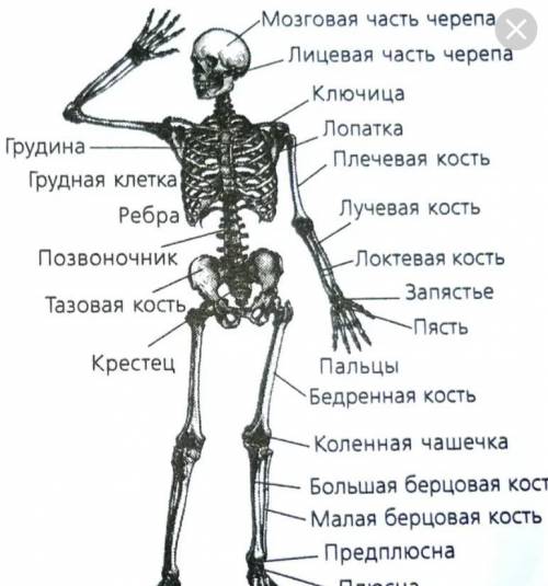 нужна 1. Соотнесите отделы скелета с костями, их образующими. Лицевой отдел черепа: а) лучевая кость