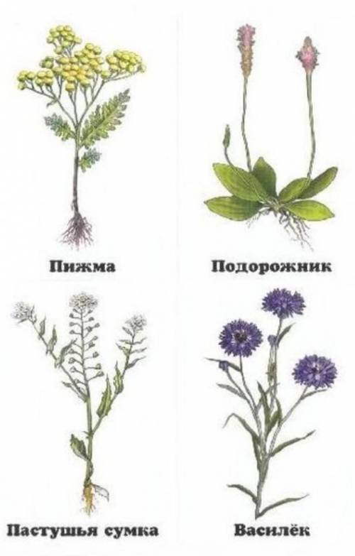 Фото лекарственных растений