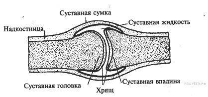 Укажи, что на рисунке отмечено цифрой 3: сустав0 (1).png суставная головка суставная жидкость сустав