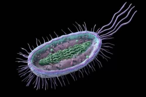 Бактерии являются прокариотными клетками. Какой органоид у них отсутствует по сравнению с эукариотам