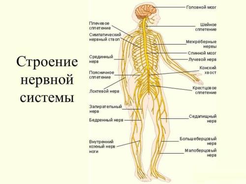 Нервная система человека