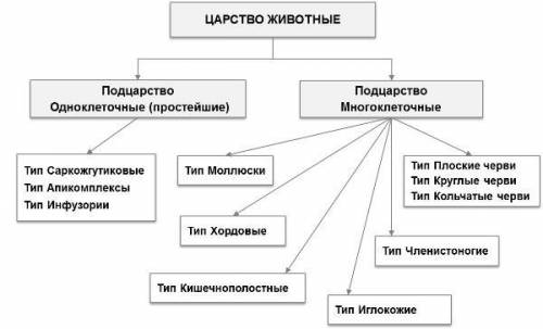 Заполните таблицу типы царства животных запишите в нее известных вам животных ​