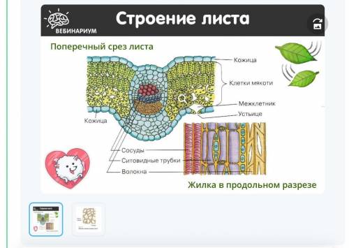 Применение: 1. Опишите функции покровной ткани растений. 2. Опишите функции мышечной ткани животных.