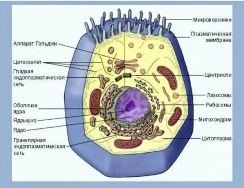 Определи функцию клеточной органеллы, обозначенной на рисунке цифрой 3: клетка0.png внутренняя среда