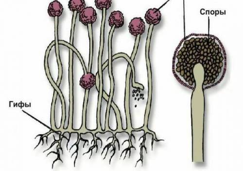 Определите гриб по описанию: — сапротроф; — мицелий состоит из одной сильно вытянутой разветвленной